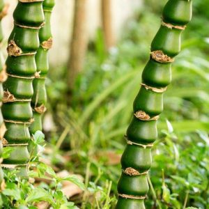 Buddha Bamboo Plant