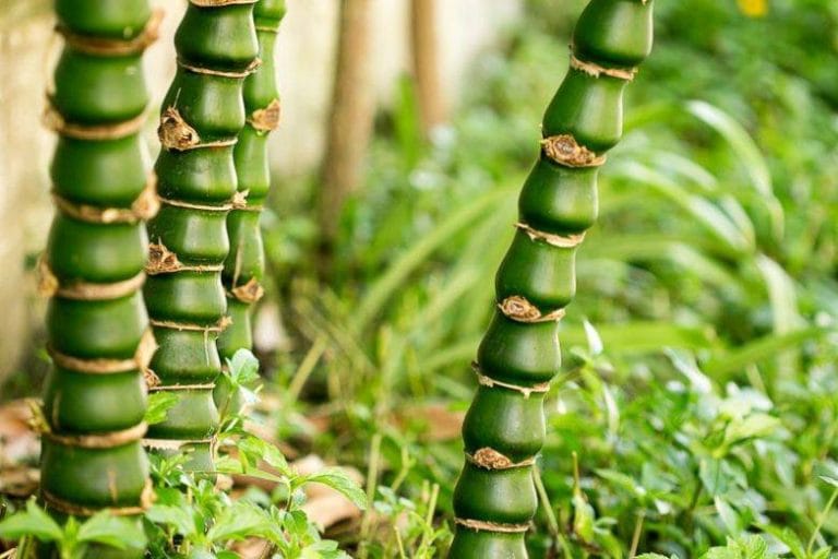 Buddha Bamboo Plant
