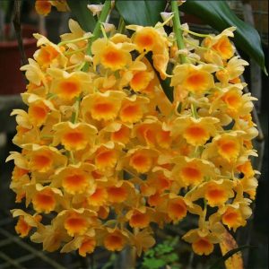 dendrobium densiflorum orchid