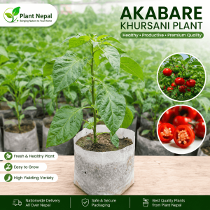 Akabare Khursani Plant