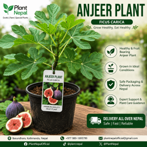 Anjeer Plant