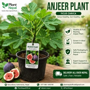 Anjeer Plant