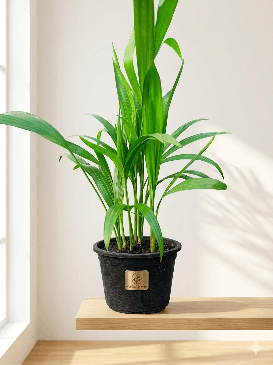 Areca Palm Plant