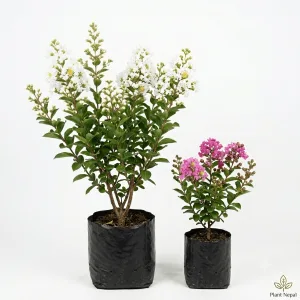 Asare Flower Plant
