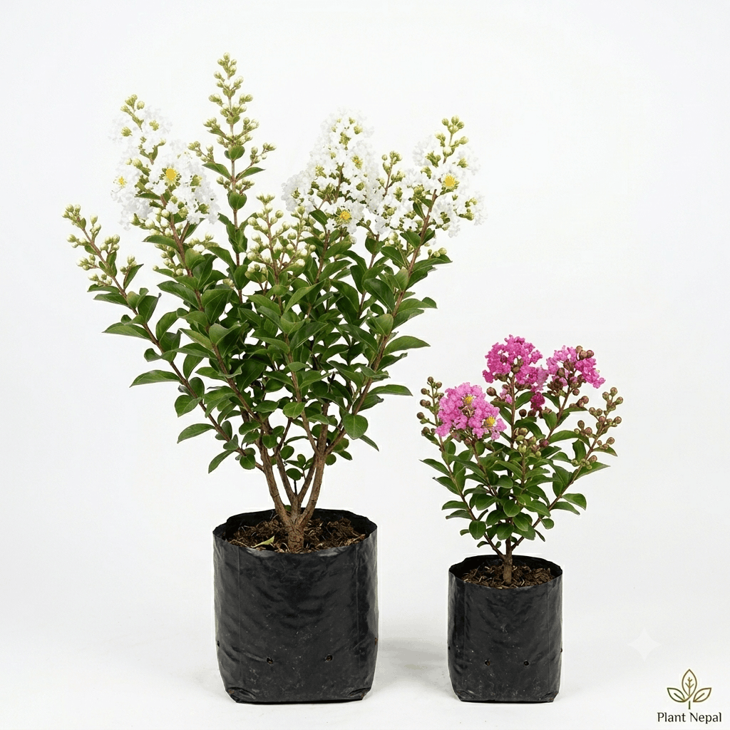 Asare Flower Plant