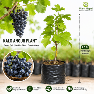 Black Grapes / Kalo Angur Plant