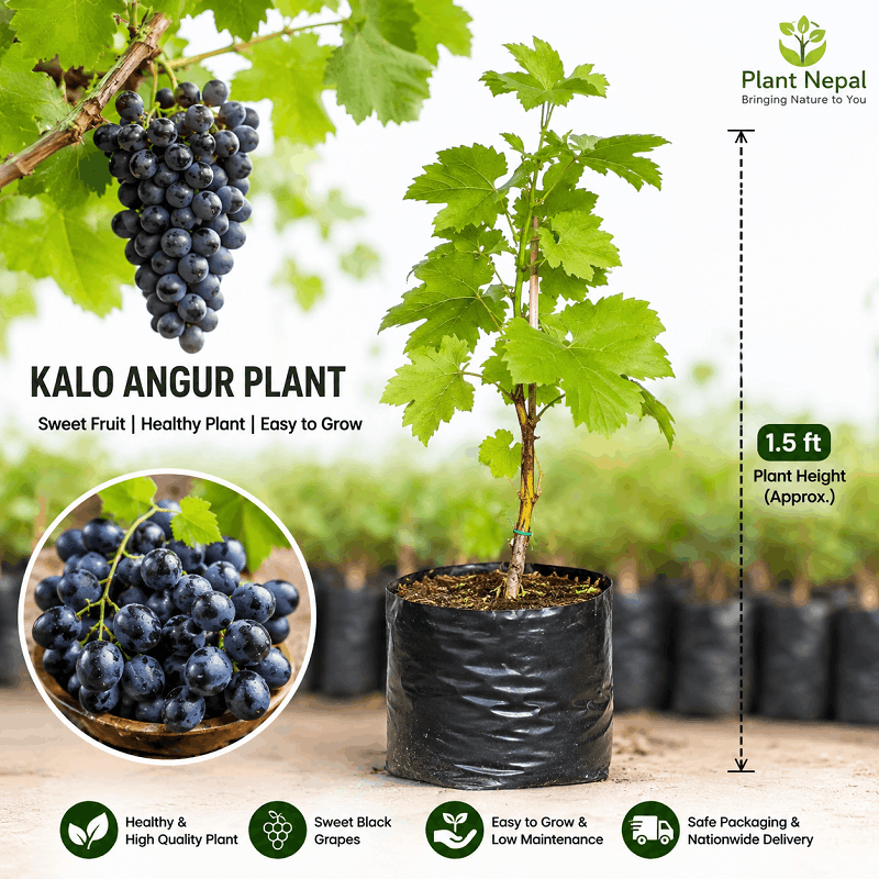 Black Grapes / Kalo Angur Plant