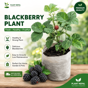 Blackberry Plant