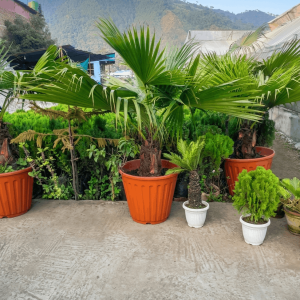 Chinese Fan Palm Plant Big Size