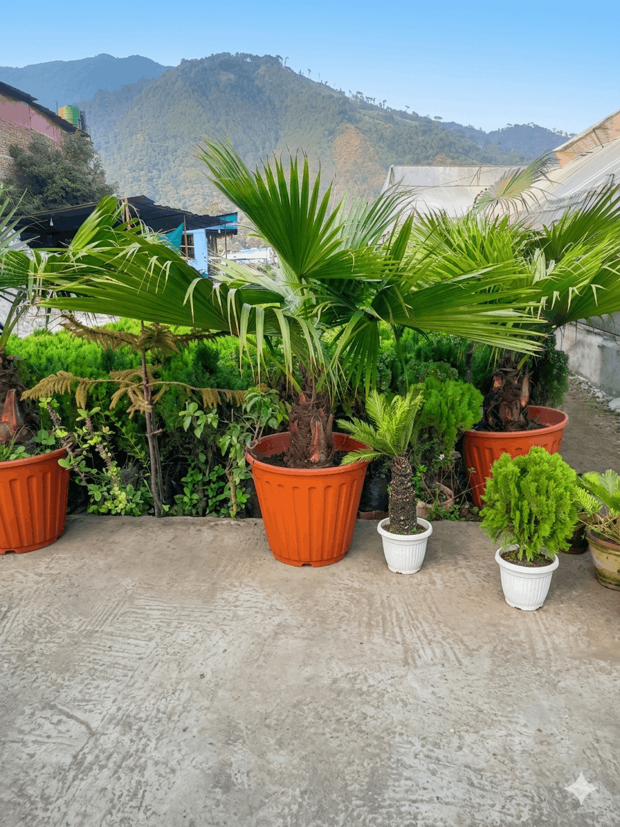 Chinese Fan Palm Plant Big Size