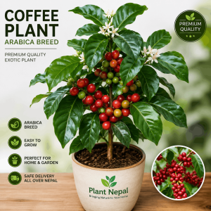 Coffee Plant