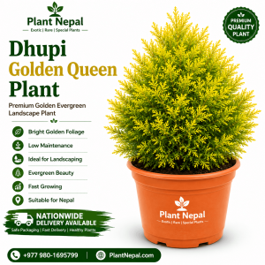 Dhupi Golden Queen Plant