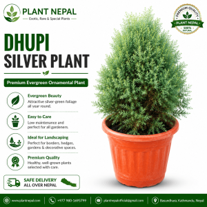 Dhupi Silver Plant