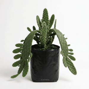 Drooping Prickly Pear Cactus