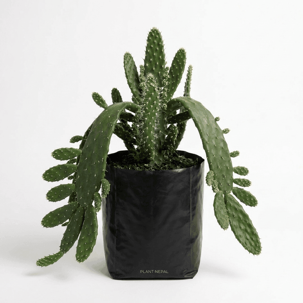 Drooping Prickly Pear Cactus
