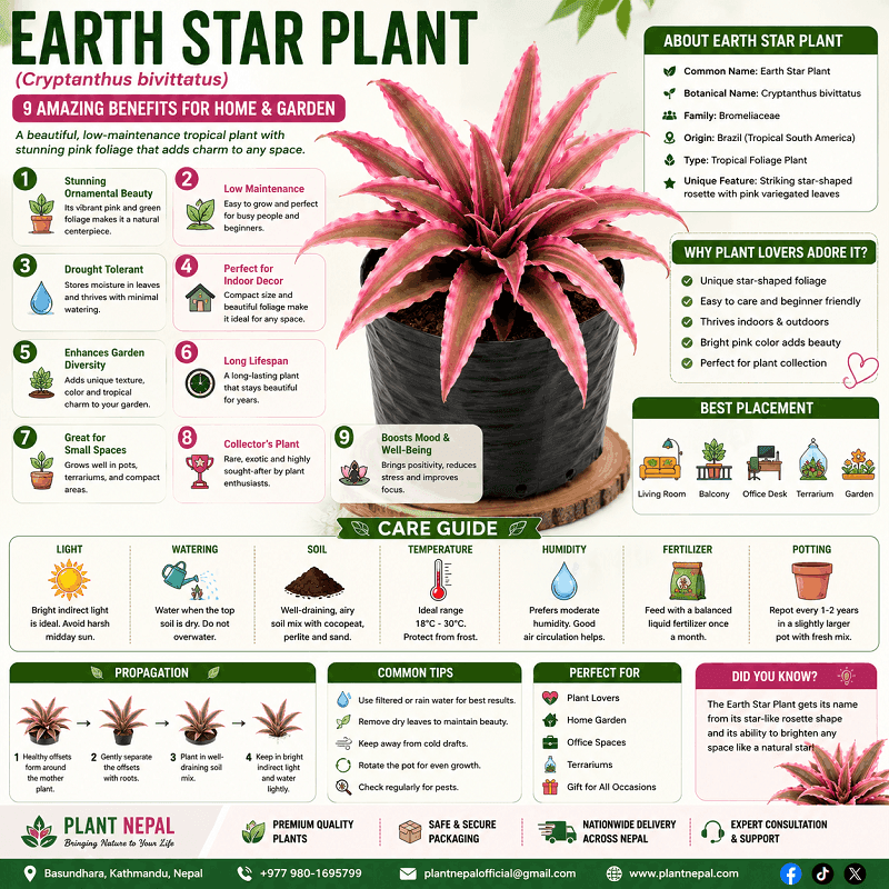 Earth Star Plant care