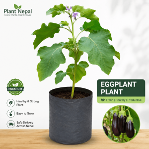Eggplant Plant