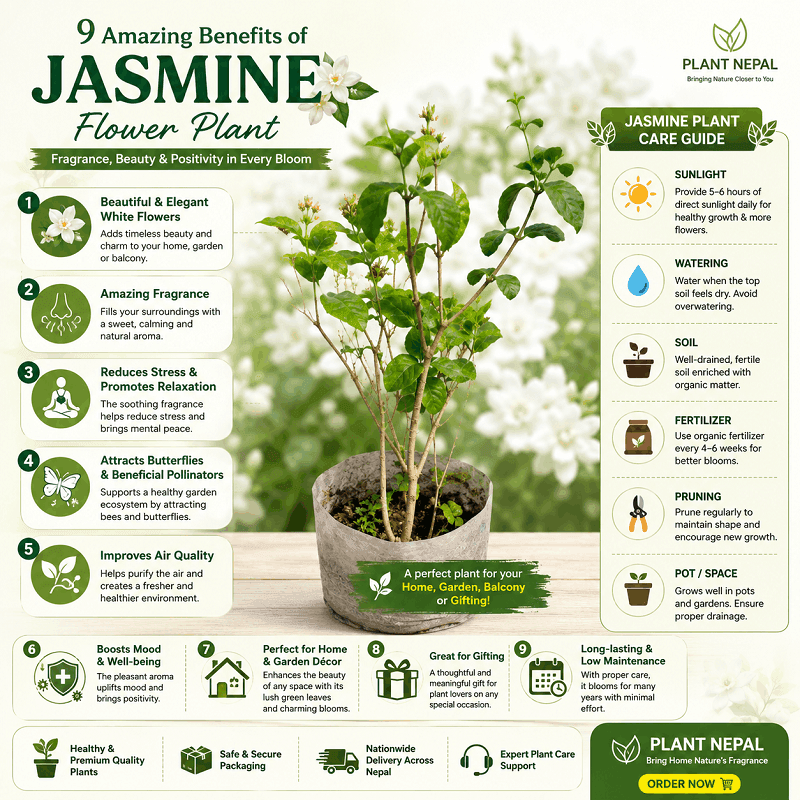 Jasmine Flower Plant Care Tips Guides