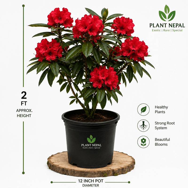 Laliguras Plant