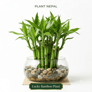 Lucky Bamboo Plant