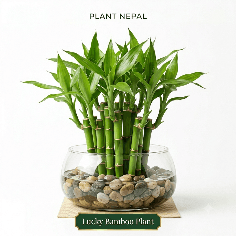 Lucky Bamboo Plant