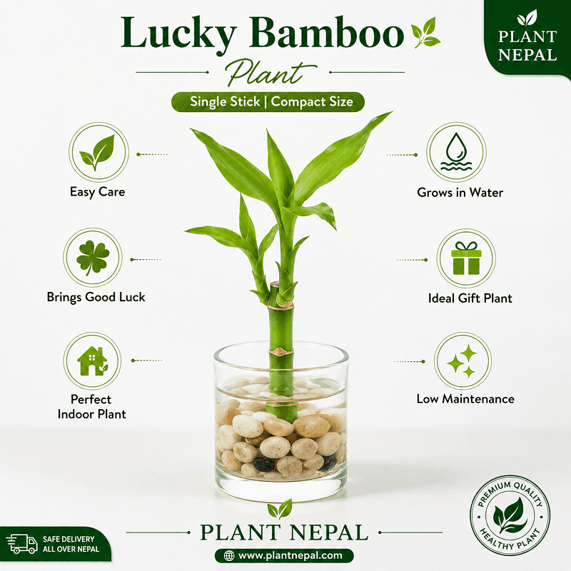Lucky Bamboo Plant-care