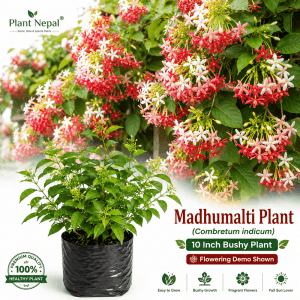 Madhumalti Plant