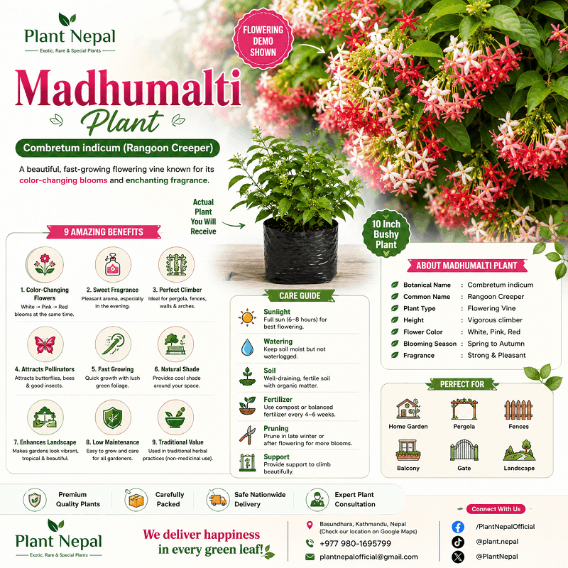Madhumalti Plant-infographics