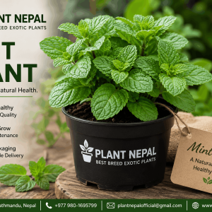 Mint Plant