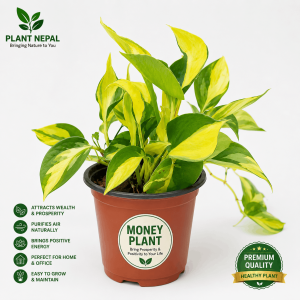 Money Plant