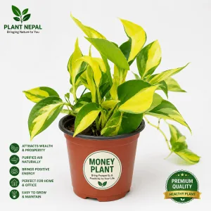 Money Plant