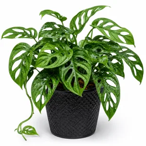 Monstera Adansonii Plant
