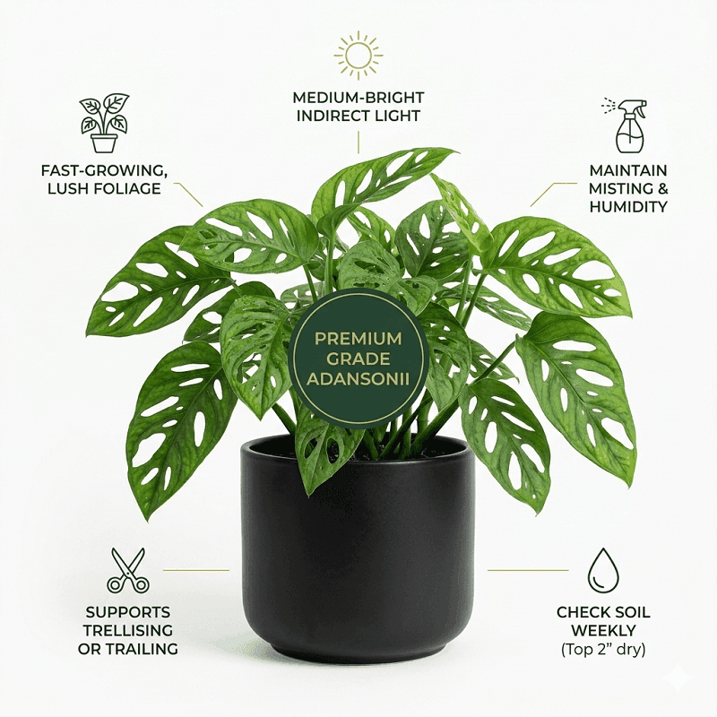 Monstera Adansonii Plant care guide