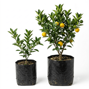 Muntala Fruit Plant