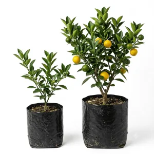 Muntala Fruit Plant