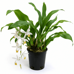 Orchid Coelogyne Cristata Plant