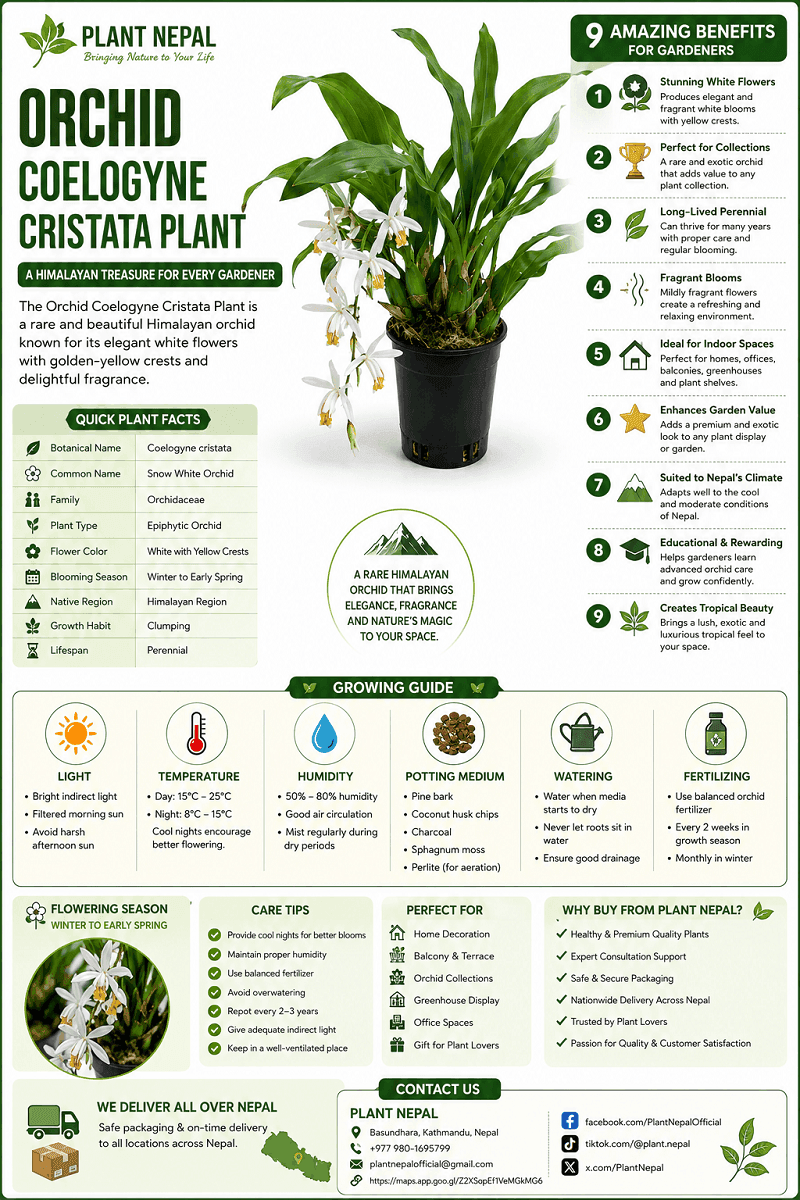 Orchid Coelogyne Cristata Plant-full details