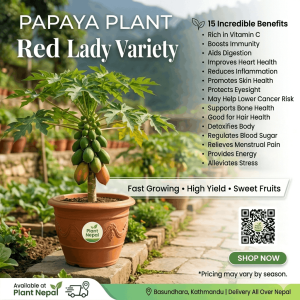 Papaya Plant