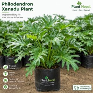 Philodendron Xanadu Plant