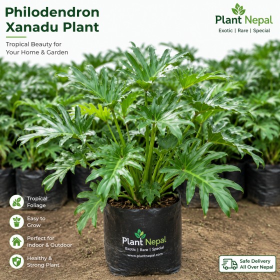 Philodendron Xanadu Plant