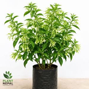 Raat Ki Rani Plant