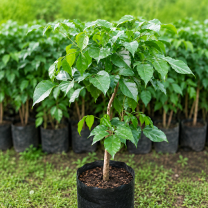 Red Machera / China Doll Plant