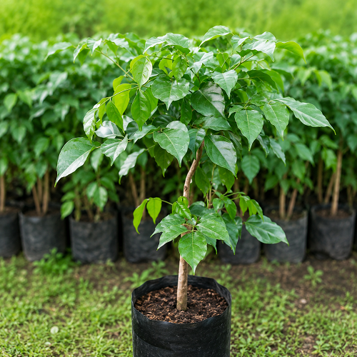 Red Machera / China Doll Plant