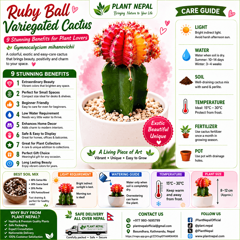 Ruby Ball Variegated Cactus Care Guide