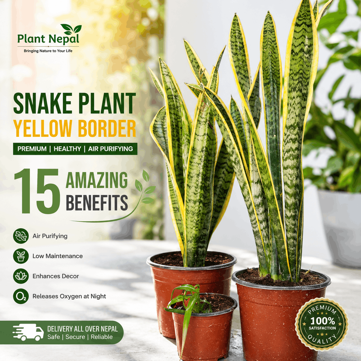 Snake Plant Yellow Border