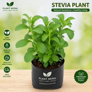 Stevia Plant 15 Incredible Health Benefits