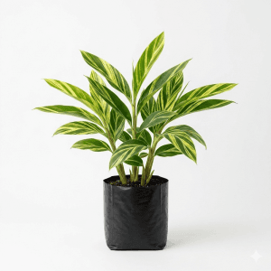 Variegated Shell Ginger Plant