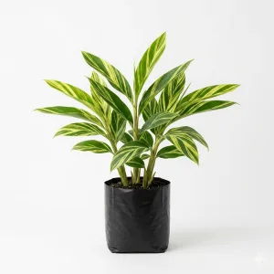 Variegated Shell Ginger Plant