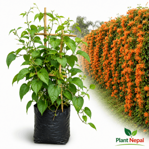 Venesta Flower Plant