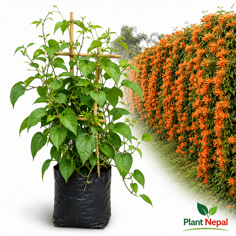 Venesta Flower Plant